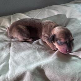 Carl - Dapple male Dachshund puppy in Burleson, Texas from Sarah’s Dachshies