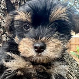 Yorkshire Terrier Puppies from Gina's Yorkshire Terriers