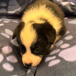 Tri Female - female Pembroke Welsh Corgi puppy in Weatherford, Texas from Flyin H Corgi’s