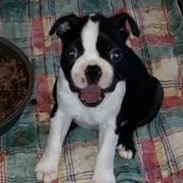 Boston Terriers from R and M Kennels