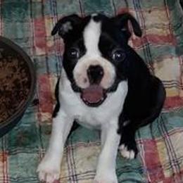 Boston Terriers from R and M Kennels