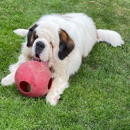 Saint Bernards from Krissie Pilette