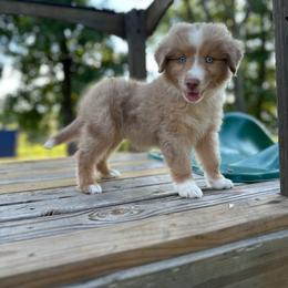 Noah - Red merle male Miniature Australian Shepherd puppy in Doddridge, Arkansas from Huddleston Farm