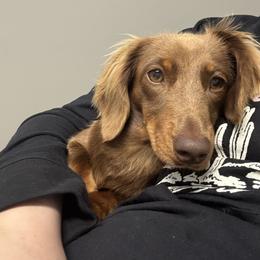 Dachshund Puppies from EntityDachs