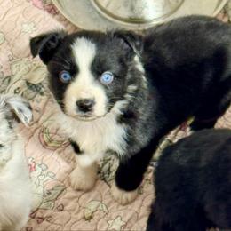 Black bi male - Black & white male Miniature Australian Shepherd puppy in Lemon Cove, California from Magic Ranch Mini Aussies