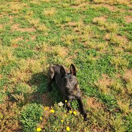 Delta - Black brindle female Dutch Shepherd puppy in Anderson County, South Carolina from Sublime Valor K9