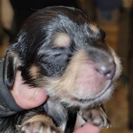 Nessie - Black and cream female Dachshund puppy in Terlton, Oklahoma from CLARK'S BREEDING PROGRAM