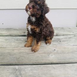 Australian Mountain Doodle, Bernedoodle, and Goldendoodle Puppies from Wynterwood Doodles