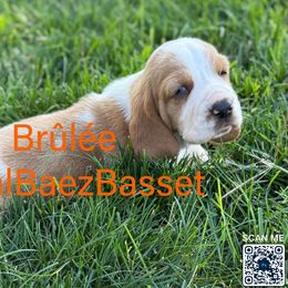 Brûlé - Red and white male Basset Hound puppy in Sidney, Nebraska from Royal Baez Basset