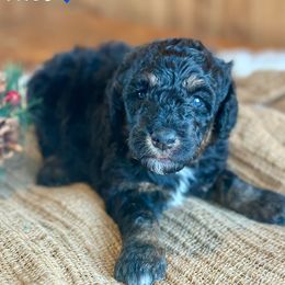Theo - Black phantom male Aussiedoodle puppy in Lancaster, Minnesota from Finney Ranch