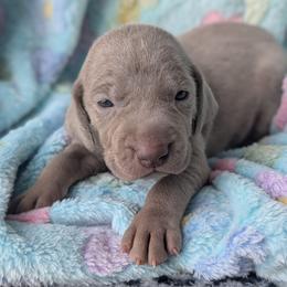 Silver girl 4 - Silver gray female Weimaraner puppy in Rancho Cucamonga, California from Freehart's Weimaraners