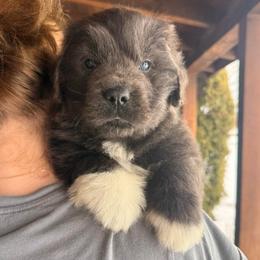 Gray - white paws - Gray male Newfoundland puppy in New York from Johnson Farms