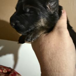 Boq - Black and red male German Shepherd puppy in Lakeland, Florida from Fur Love And Puppies