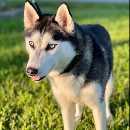 Siberian Huskies from Southern Crown Siberian huskies
