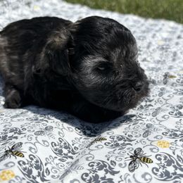 Girl 2 - Salt and pepper female Miniature Schnauzer puppy in Biggs, California from Melton's Mini Schnauzers