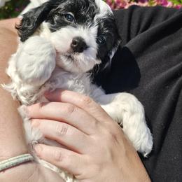 Cavapoo Puppies from WW Cavapoos