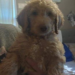 Poodle Puppies from Polly Wally Doodles and Poodles