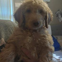 Poodle Puppies from Polly Wally Doodles and Poodles