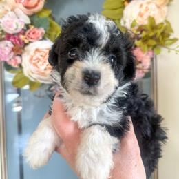 Lucchese - Black tri-color female Aussiedoodle puppy in Granbury, Texas from Triple Cross Doodles