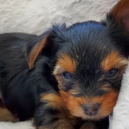 Yorkshire Terriers from Yorkies of Dillsburg