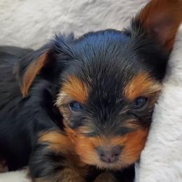 Yorkshire Terriers from Yorkies of Dillsburg