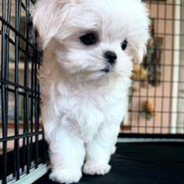Jasper - White male Maltese puppy in Jacksonville, North Carolina from Grantham Maltese