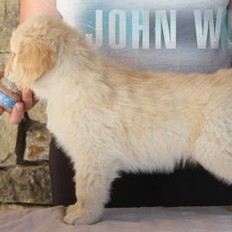 Golden Retriever Puppies from DoubleTake Goldens