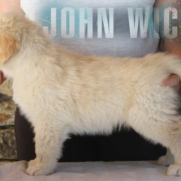Golden Retriever Puppies from DoubleTake Goldens