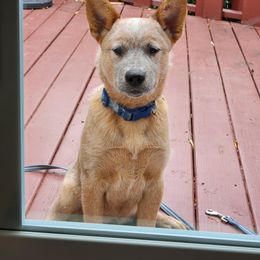 Shaby - Girl 2 - Red mottled Australian Cattle Dog puppy in Narberth, Pennsylvania from Kanku
