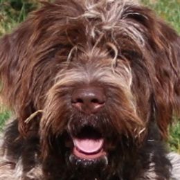 DRAKE - Wirehaired Pointing Griffon