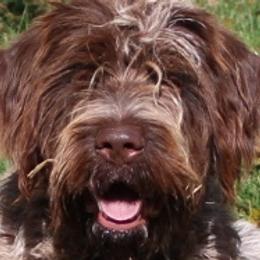 DRAKE - Wirehaired Pointing Griffon