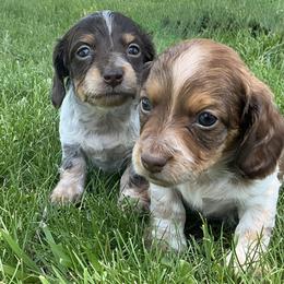 Dachshund Puppies from Monroe’s Hillcrest Dachshunds