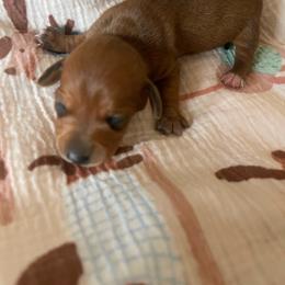 Jane - Red female Dachshund puppy in Yuba City, California from The Navarro Furbabies
