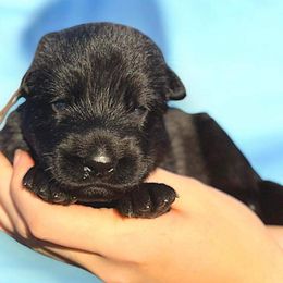 Boy 3 - German Shepherd puppy from Select Solid Black German Shepherd's; Von Jarosz-Haus