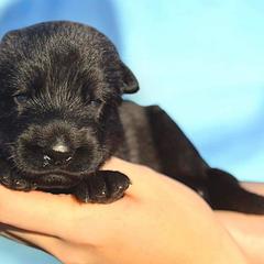 Boy 3 - German Shepherd puppy from Select Solid Black German Shepherd's; Von Jarosz-Haus