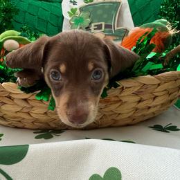 Blade - Queso - Piebald male Dachshund puppy in Pittsburg, California from Super Hero Dachshunds
