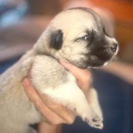 Girl 3 Jolene pink collar - Fawn female Anatolian Pyrenees puppy in Clifton, Illinois from Mcginnis Guardian Dogs