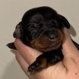 Tortita - Black and tan female Dachshund puppy in Crystal, Michigan from Mare-Bella Smoothcoat Edition