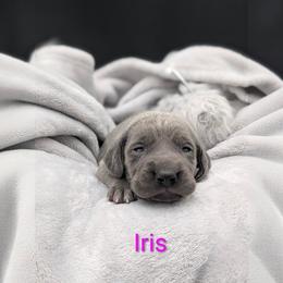 Iris - Blue female Weimaraner puppy in Evart, Michigan from Drehbar Weimaraners