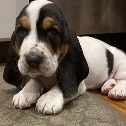 Basset Hound Puppies from Hounds of Fredville