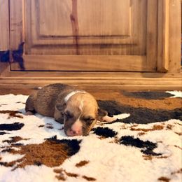 Ranger - Sable male Pembroke Welsh Corgi puppy in Johnson City, Texas from McCall Creek Corgis