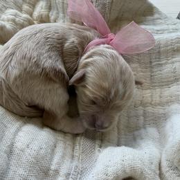 Stella - Cream female Maltipoo puppy in Vancouver, Washington from Dream Puppies PNW