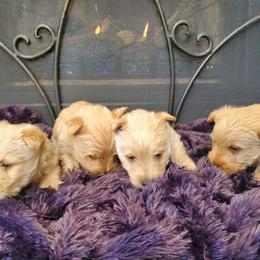 Buster - Wheaten male Scottish Terrier puppy in Crossville, Tennessee from Cavern Kennels
