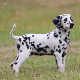 Black - White and black male Dalmatian puppy in Cottage Grove, Oregon from Hidden Hills Dalmatians