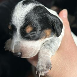 Button - Piebald male Dachshund puppy in Bruceton, Tennessee from Dachshund Dreams