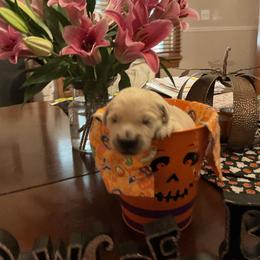 Golden Retriever Puppies from Tupelo Honey Farm's Golden Retrievers