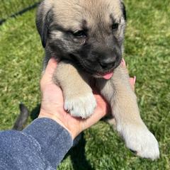 Girl 5 beige collar - Fawn female Anatolian Shepherd Dog puppy in Clifton, Illinois from Mcginnis Guardian Dogs
