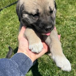 Girl 5 beige collar - Fawn female Anatolian Shepherd Dog puppy in Clifton, Illinois from Mcginnis Guardian Dogs