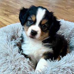 Blossom - Black tri female Miniature Australian Shepherd puppy in Howe, Oklahoma from Tonia Johnson's Toy and Miniature Australian Shepherds