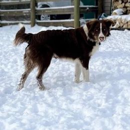 Border Collie All Grown Up from Wayward Sun Border Collies